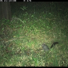 Phascogale tapoatafa at Tyndale, NSW - 5 Nov 2024 09:10 PM