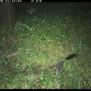 Phascogale tapoatafa at Tyndale, NSW - 5 Nov 2024 09:10 PM