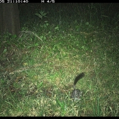 Phascogale tapoatafa at Tyndale, NSW - 5 Nov 2024 09:10 PM