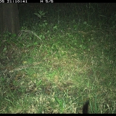 Phascogale tapoatafa at Tyndale, NSW - 5 Nov 2024 09:10 PM