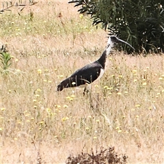 Threskiornis spinicollis (Straw-necked Ibis) at Gundaroo, NSW - 11 Nov 2024 by ConBoekel