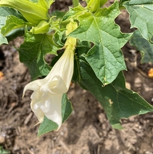 Datura stramonium at Belconnen, ACT - 11 Nov 2024 02:02 PM