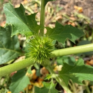 Datura stramonium at Belconnen, ACT - 11 Nov 2024 02:02 PM