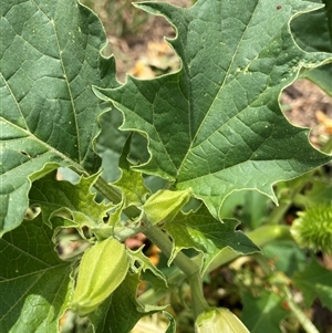 Datura stramonium at Belconnen, ACT - 11 Nov 2024 02:02 PM