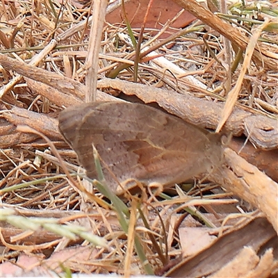 Heteronympha merope (Common Brown Butterfly) at Gundaroo, NSW - 11 Nov 2024 by ConBoekel