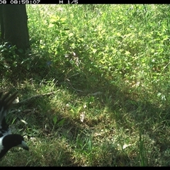 Cracticus nigrogularis (Pied Butcherbird) at Tyndale, NSW - 8 Nov 2024 by Topwood