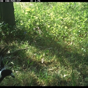 Cracticus nigrogularis at Tyndale, NSW - 8 Nov 2024 08:59 AM