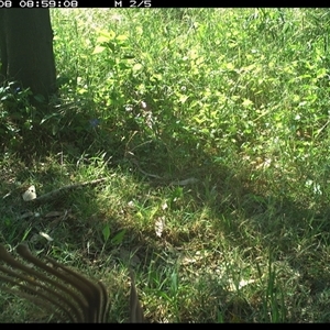 Cracticus nigrogularis at Tyndale, NSW - 8 Nov 2024 08:59 AM