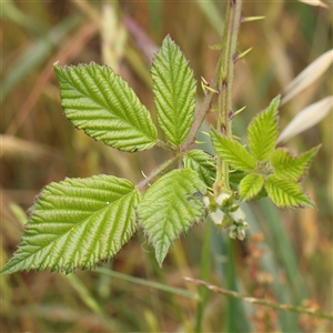 Rubus fruticosus species aggregate at Gundaroo, NSW - 11 Nov 2024 12:13 PM