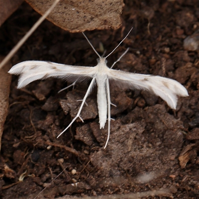 Wheeleria spilodactylus (Horehound plume moth) at Gundaroo, NSW - 11 Nov 2024 by ConBoekel