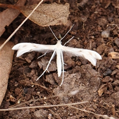 Wheeleria spilodactylus at Gundaroo, NSW - 11 Nov 2024