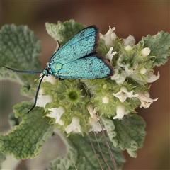 Pollanisus (genus) (A Forester Moth) at Gundaroo, NSW - 11 Nov 2024 by ConBoekel