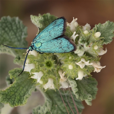 Pollanisus (genus) (A Forester Moth) at Gundaroo, NSW - 11 Nov 2024 by ConBoekel