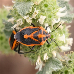 Agonoscelis rutila at Gundaroo, NSW - 11 Nov 2024