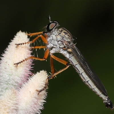 Cerdistus sp. (genus) (Slender Robber Fly) at Acton, ACT - 9 Nov 2024 by TimL