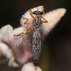 Cerdistus sp. (genus) at Acton, ACT - 10 Nov 2024 10:36 AM