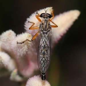 Cerdistus sp. (genus) at Acton, ACT - 10 Nov 2024 10:36 AM