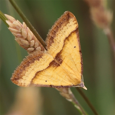 Anachloris subochraria (Golden Grass Carpet) at Gundaroo, NSW - 11 Nov 2024 by ConBoekel