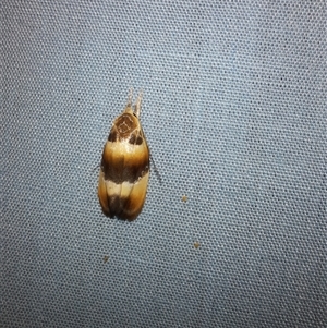 Piloprepes anassa at Goulburn, NSW - 9 Nov 2024 10:15 PM