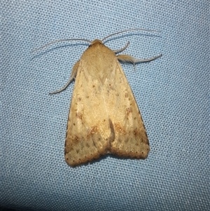 Helicoverpa (genus) at Goulburn, NSW - 9 Nov 2024 09:52 PM