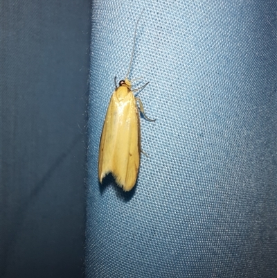 Philobota hypocausta (A Concealer moth) at Goulburn, NSW - 9 Nov 2024 by glbn1