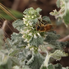 Marrubium vulgare (Horehound) at Gundaroo, NSW - 11 Nov 2024 by ConBoekel