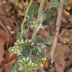 Marrubium vulgare at Gundaroo, NSW - 11 Nov 2024