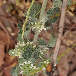 Marrubium vulgare at Gundaroo, NSW - 11 Nov 2024 12:11 PM