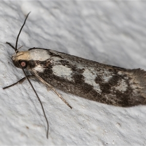 Eusemocosma pruinosa at Melba, ACT - 6 Nov 2024 11:24 PM