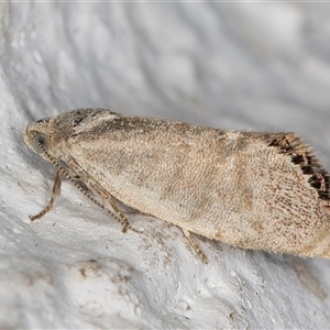 Eupselia melanostrepta at Melba, ACT - 6 Nov 2024 11:26 PM