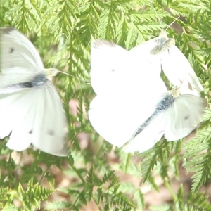 Pieris rapae at Cooma, NSW - 11 Nov 2024 03:24 PM