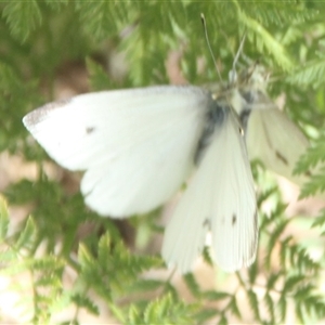 Pieris rapae at Cooma, NSW - 11 Nov 2024 03:24 PM