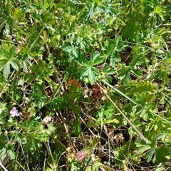 Geranium (genus) (Geranium) at Cooma, NSW - 11 Nov 2024 by mahargiani
