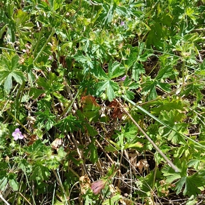 Geranium sp. (Geranium) at Cooma, NSW - 11 Nov 2024 by mahargiani