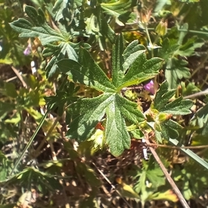 Geranium sp. at Cooma, NSW - 11 Nov 2024 01:17 PM