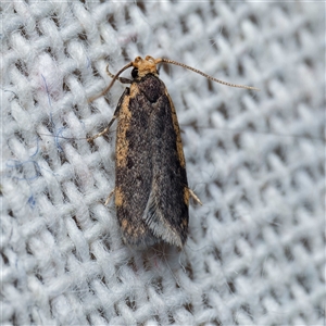 Hoplostega ochroma at Harrison, ACT - 27 Oct 2024 08:35 PM