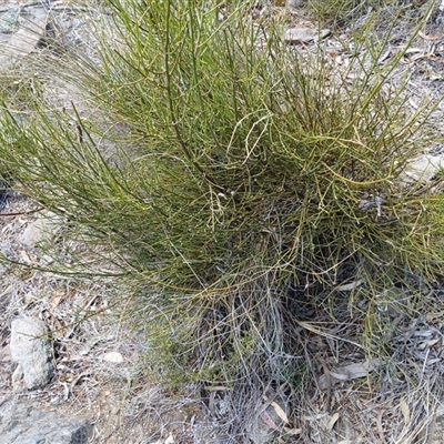 Omphacomeria acerba (Leafless Sour-bush) at Cooma, NSW - 11 Nov 2024 by mahargiani