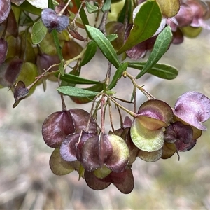 Dodonaea viscosa subsp. angustissima at Aranda, ACT - 11 Nov 2024