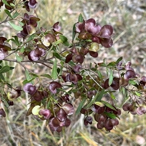 Dodonaea viscosa subsp. angustissima at Aranda, ACT - 11 Nov 2024