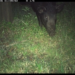 Sus scrofa (Pig (feral)) at Tyndale, NSW - 6 Nov 2024 by Topwood