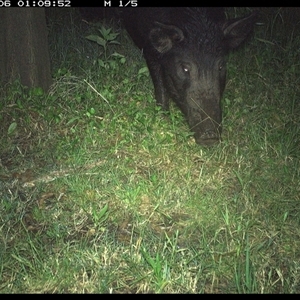 Sus scrofa at Tyndale, NSW - 6 Nov 2024