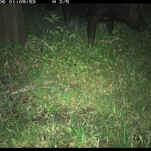 Sus scrofa at Tyndale, NSW - 6 Nov 2024