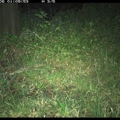 Sus scrofa at Tyndale, NSW - 6 Nov 2024 01:09 AM