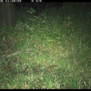 Sus scrofa at Tyndale, NSW - 6 Nov 2024