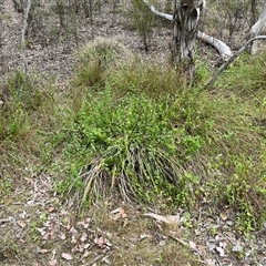 Lonicera japonica at Aranda, ACT - 11 Nov 2024