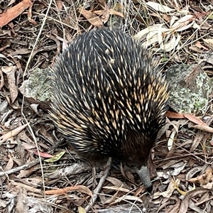 Tachyglossus aculeatus at Aranda, ACT - 11 Nov 2024 03:34 PM