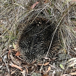 Tachyglossus aculeatus at Aranda, ACT - 11 Nov 2024 03:34 PM