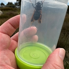 Pelecorhynchus fulvus at Bonner, ACT - 11 Nov 2024