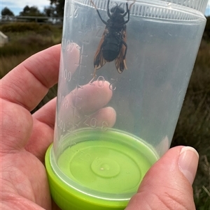 Pelecorhynchus fulvus at Bonner, ACT - 11 Nov 2024