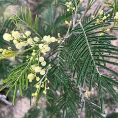 Acacia mearnsii (Black Wattle) at Aranda, ACT - 11 Nov 2024 by RWPurdie